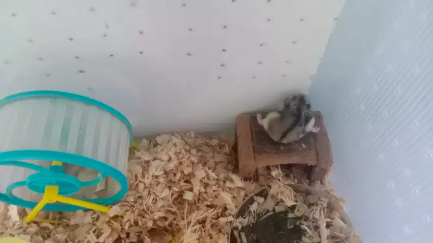 HAMSTER WINTER LUCU
