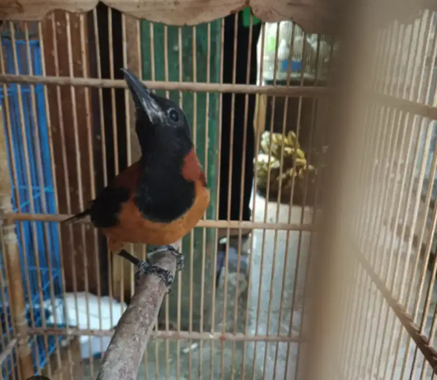 Dijual burung Pitohui papua