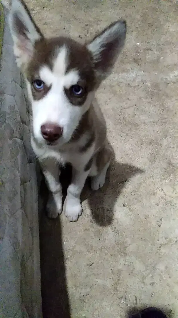 SIBERIAN HUSKY BETINA