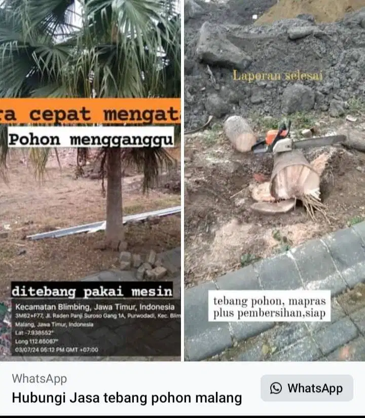 Tebang pohon kota malang