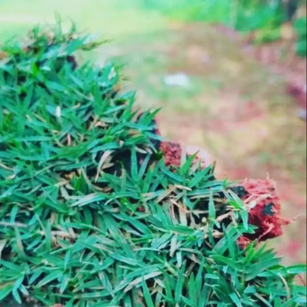 RUMPUT GOLF/TUKANG RUMPUT GOLF/RUMPUT TAMAN