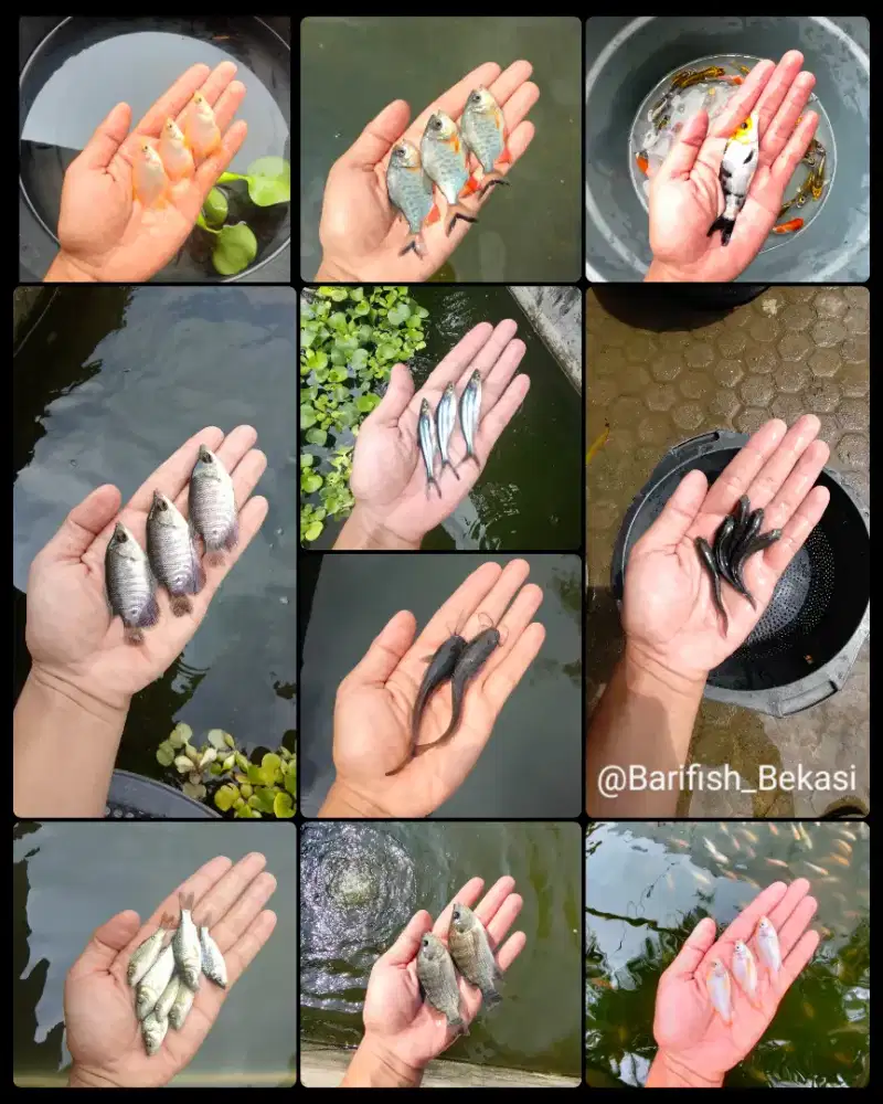 BIBIT / BENIH IKAN KONSUMSI AIR TAWAR