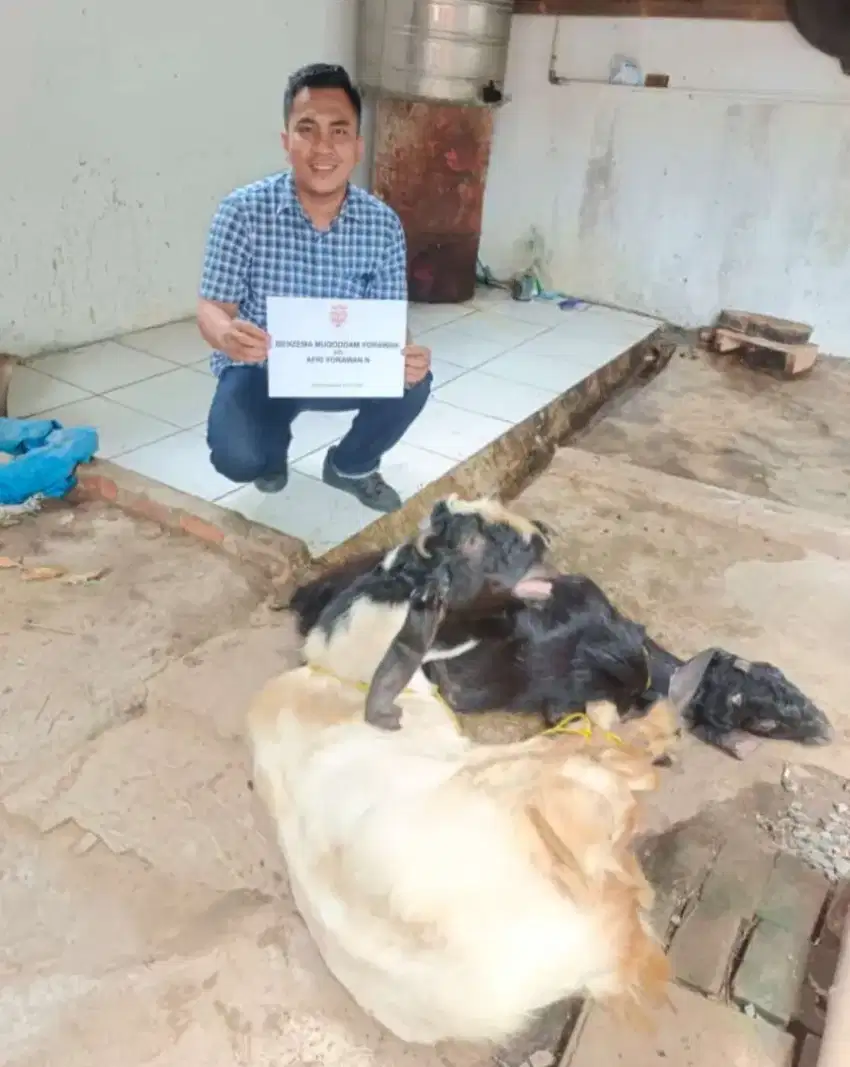 Kambing Aqiqah dan qurban terbaik dan gemuk