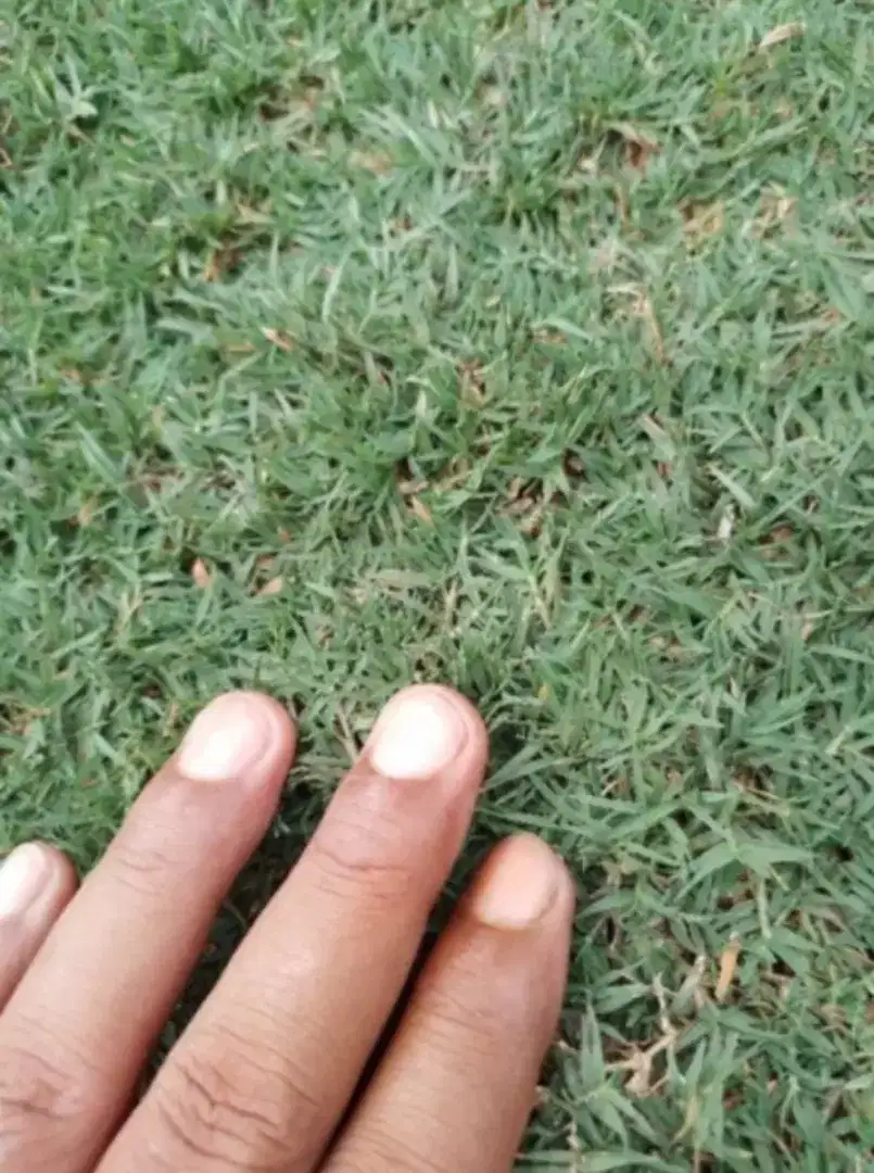 Rumput golf super