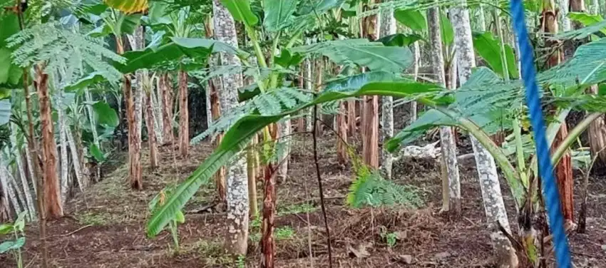 Tanah Sengon Pisang Jahe