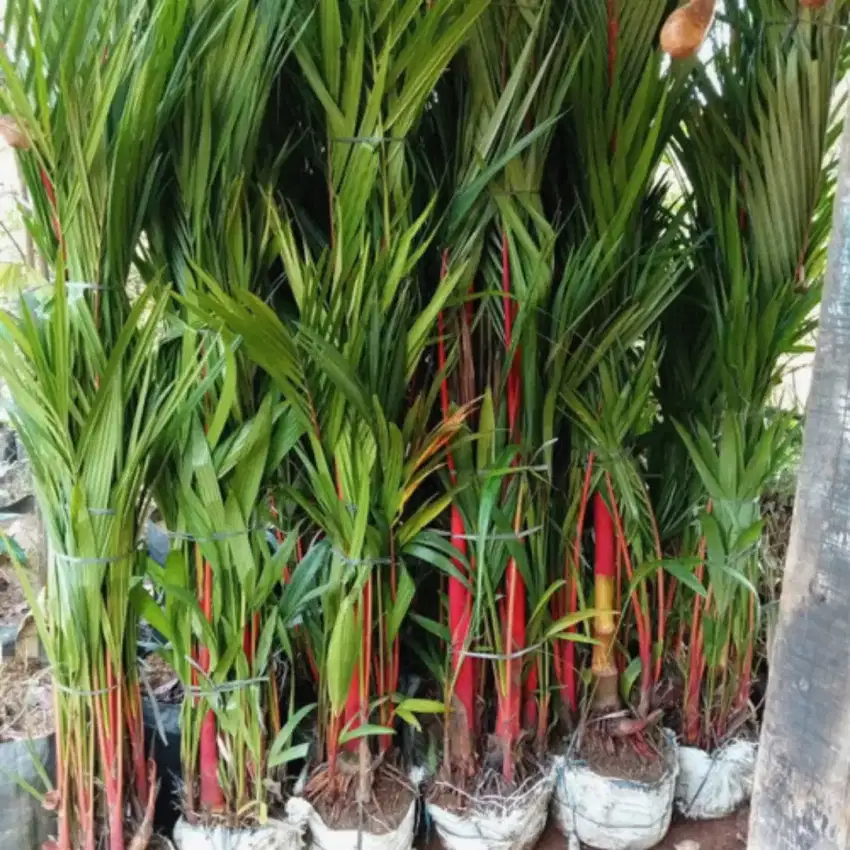Pohon palm merah tinggi 4 meter