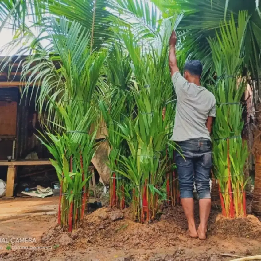Ready stok pohon palm merah tinggi 4 meter