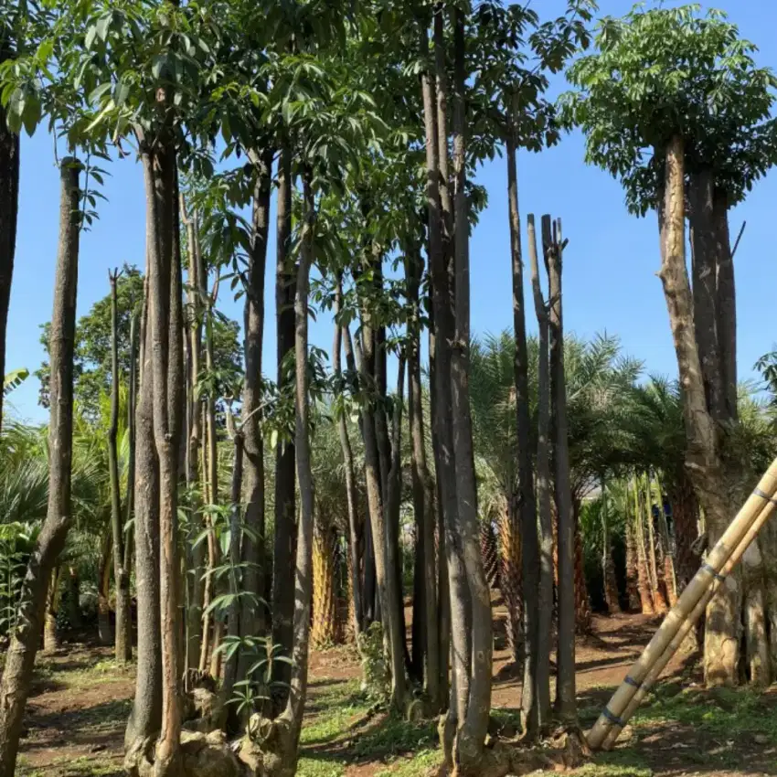 Pohon pule tunggal/dolken siap kirim ready stok