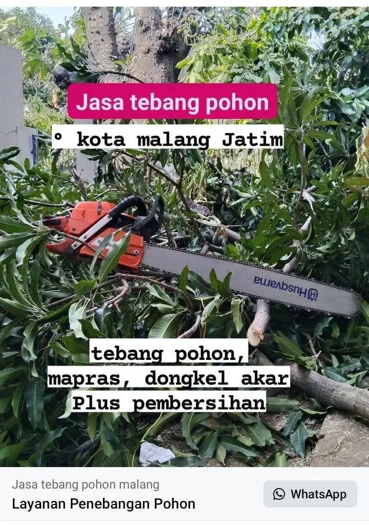 tebang pohon mangga