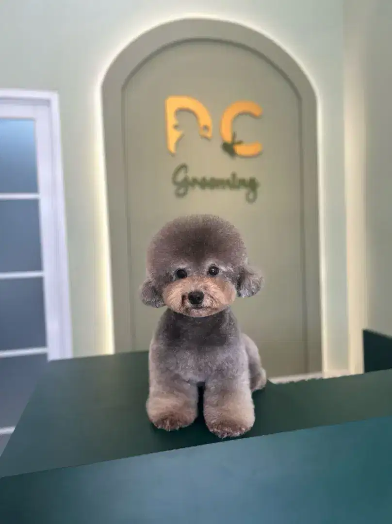 Open pacak teacup Tiny toy light silver poodle pudel podle pudle podel