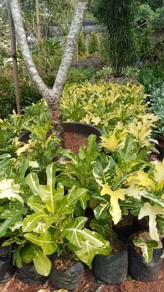 Tanaman puring terang bulan