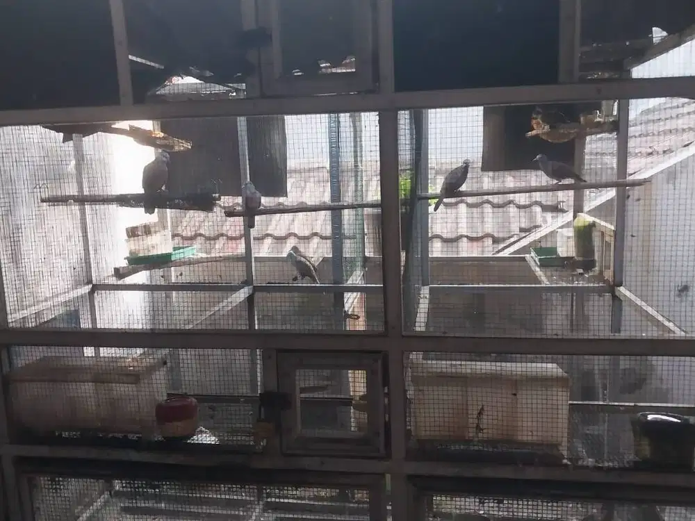 Perkutut Bangkok