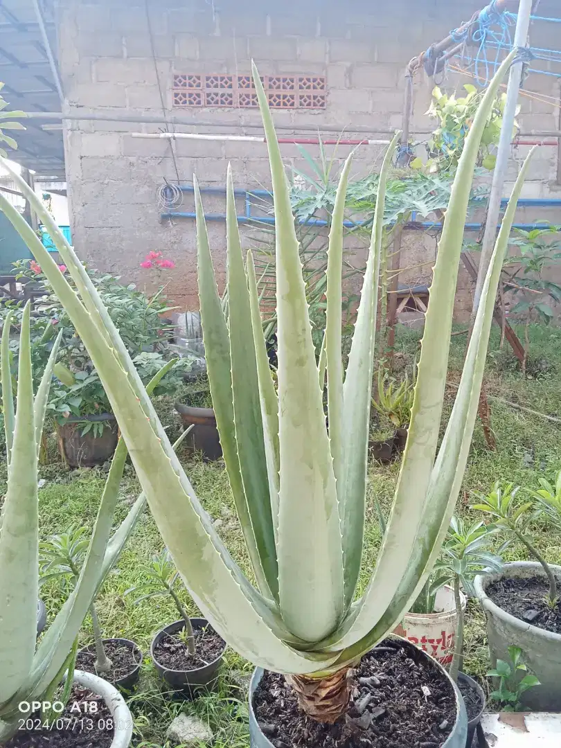 Pohon Lidah buaya bangkok