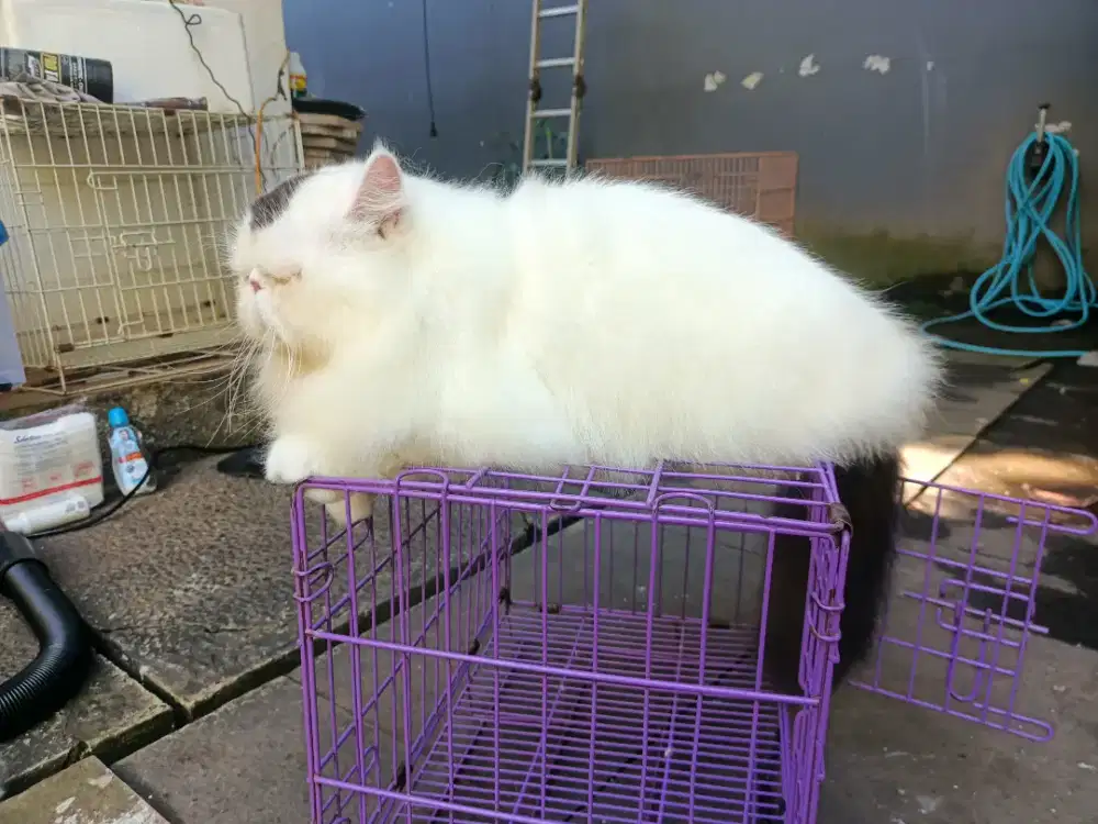 Grooming kucing panggilan/home service