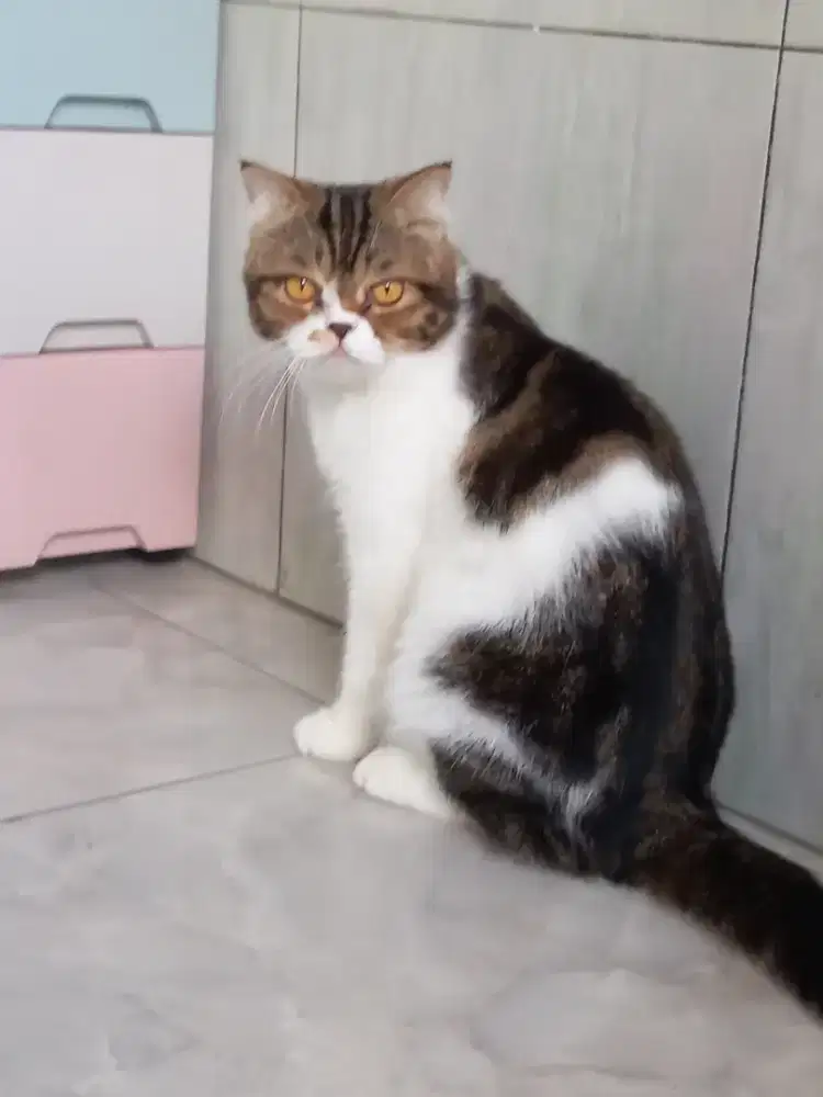 OPEN ADOPT...SCOTTISH STRAIGHT BETINA UMUR 20 BULAN GIMBUL