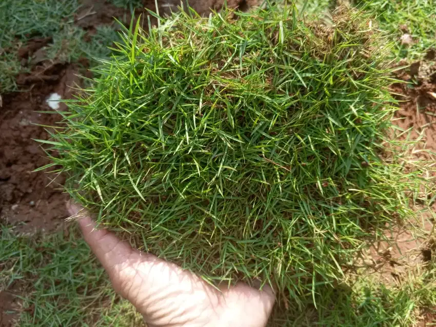 Rumput jepang lempeng