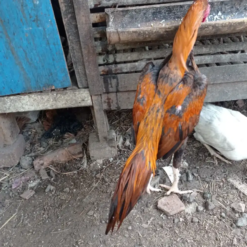 Ayam ekor lidi ekor super