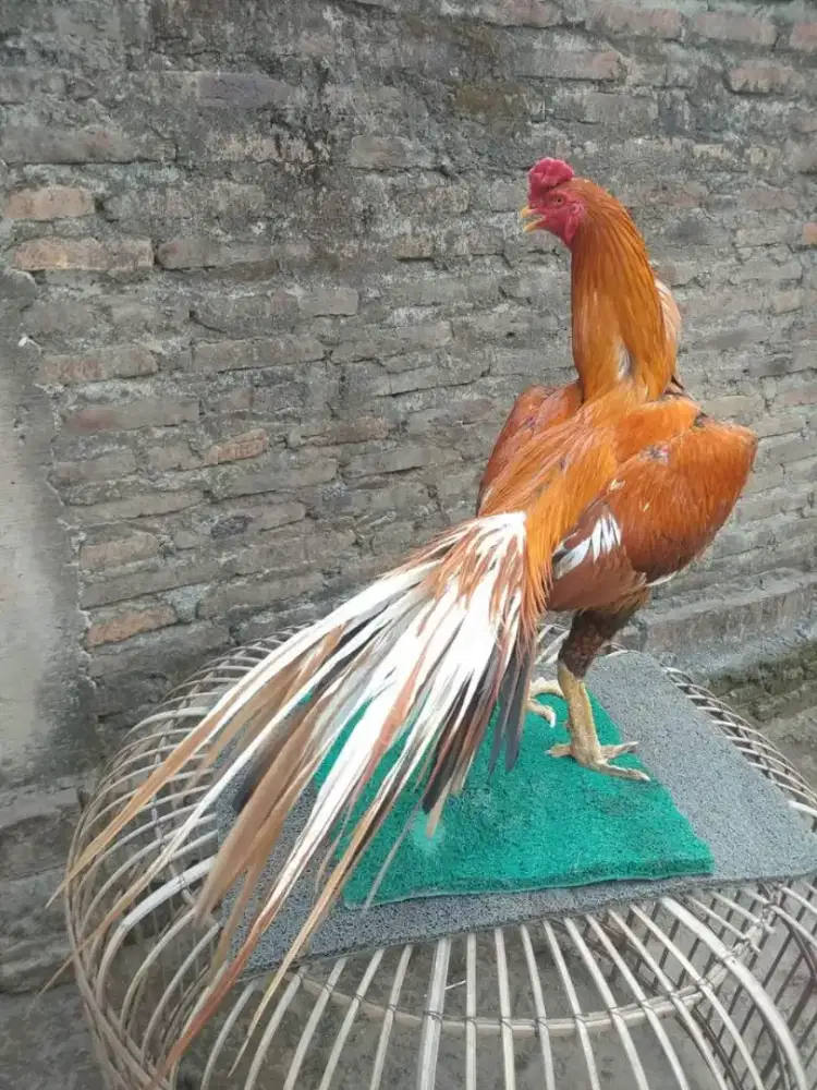 Ayam ekor lidi superrr