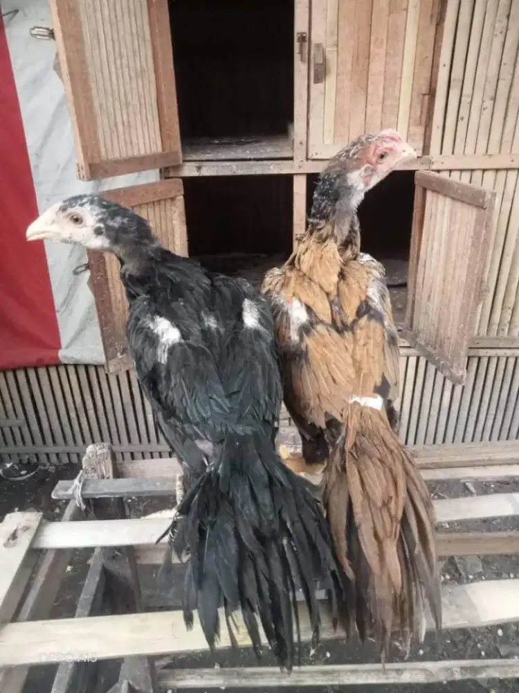 Ayam ekor lidi superr