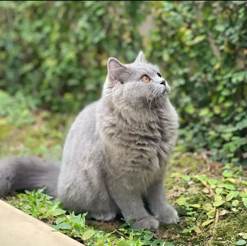 BRITISH SHORT HAIR / British shorthhair/ BSH non Ped