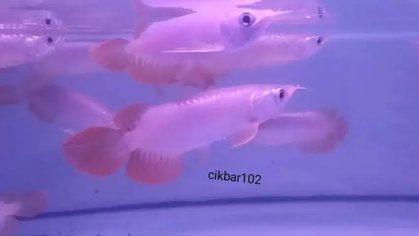 ikan arwana golden red arowana super red