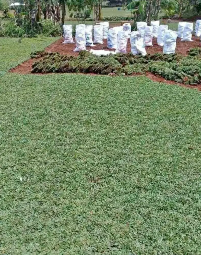 Tukang taman hias jual rumput gajah mini.