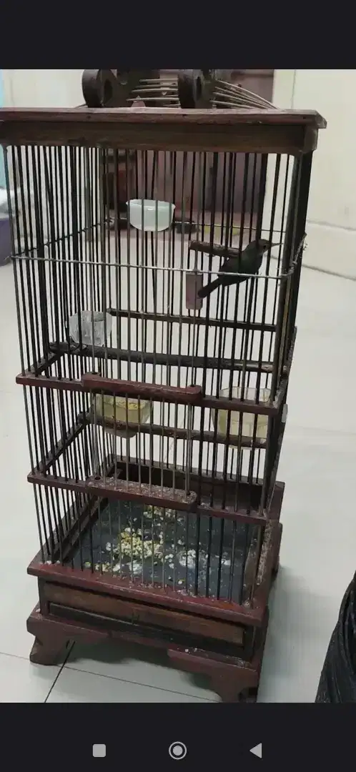 Burung Prenjak Bawah (Prenjak Lumut)Jantan Rawatan Rajin harga NETTTTT