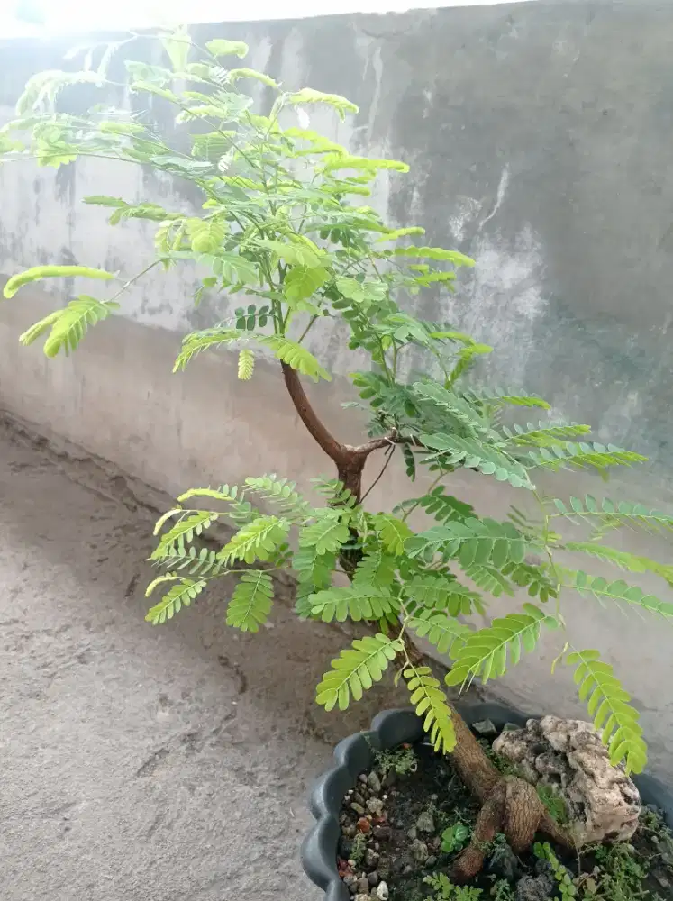 Asam Jawa natural prospek