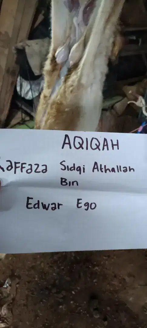 kambing aqiqah nazar ternak