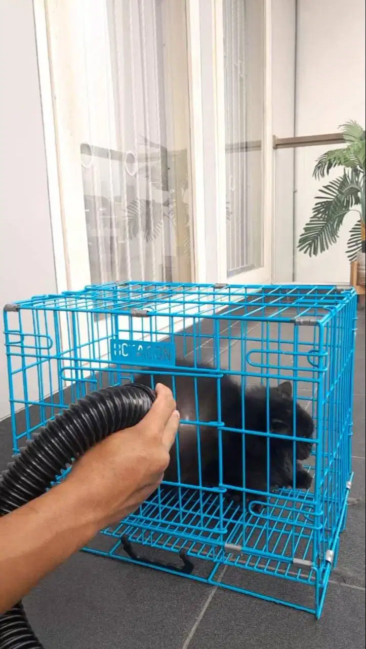 Grooming Home Service