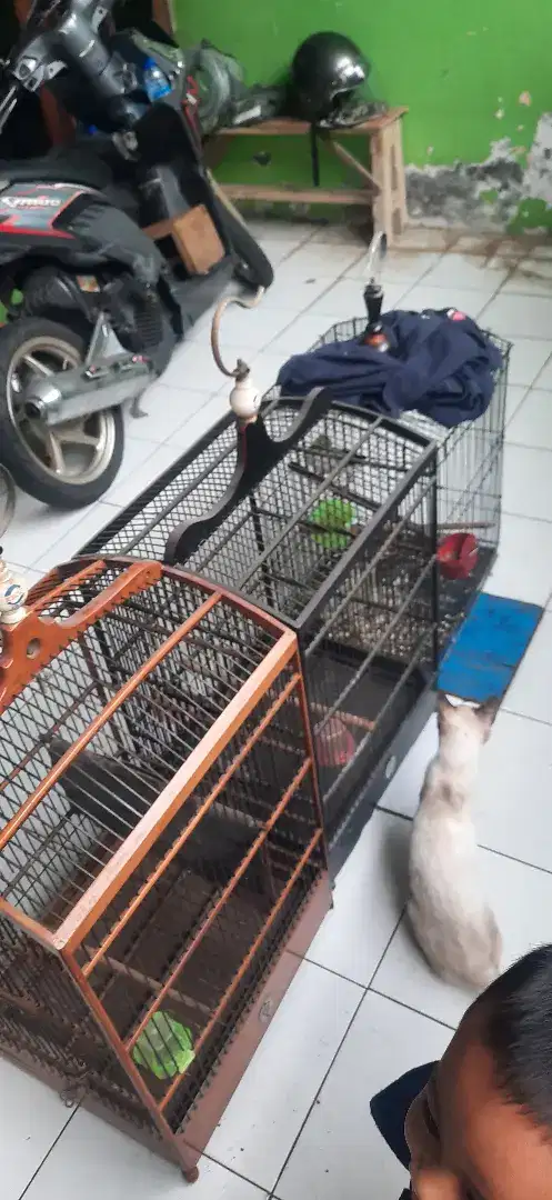 Jual borongan 3 kandang 1 burung jalak
