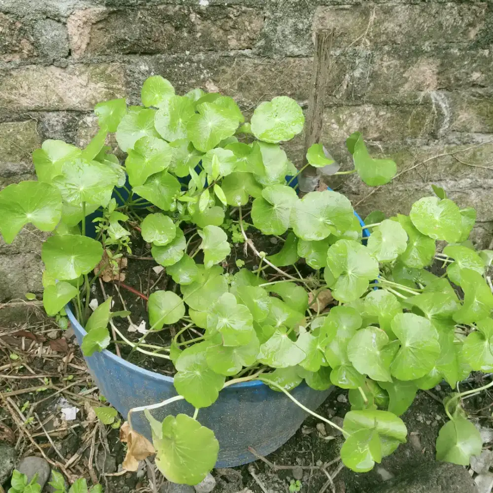 Binahong daun obat obatan