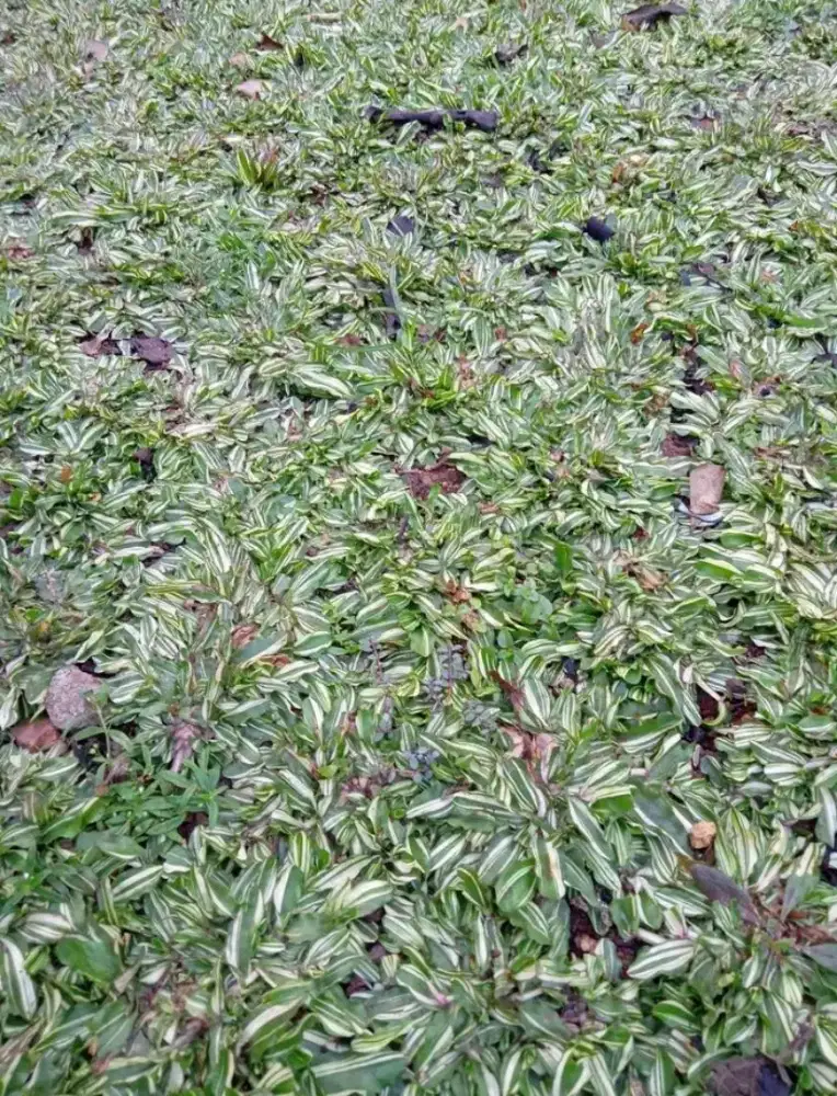 Rumput gajah mini varigata