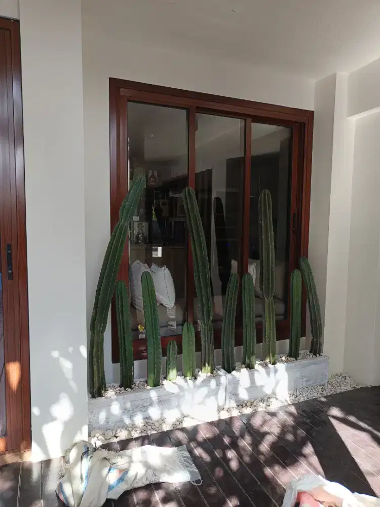 Kaktus, cactus koboy, cactus batang, jual cactus, cactus hias,kaktus,