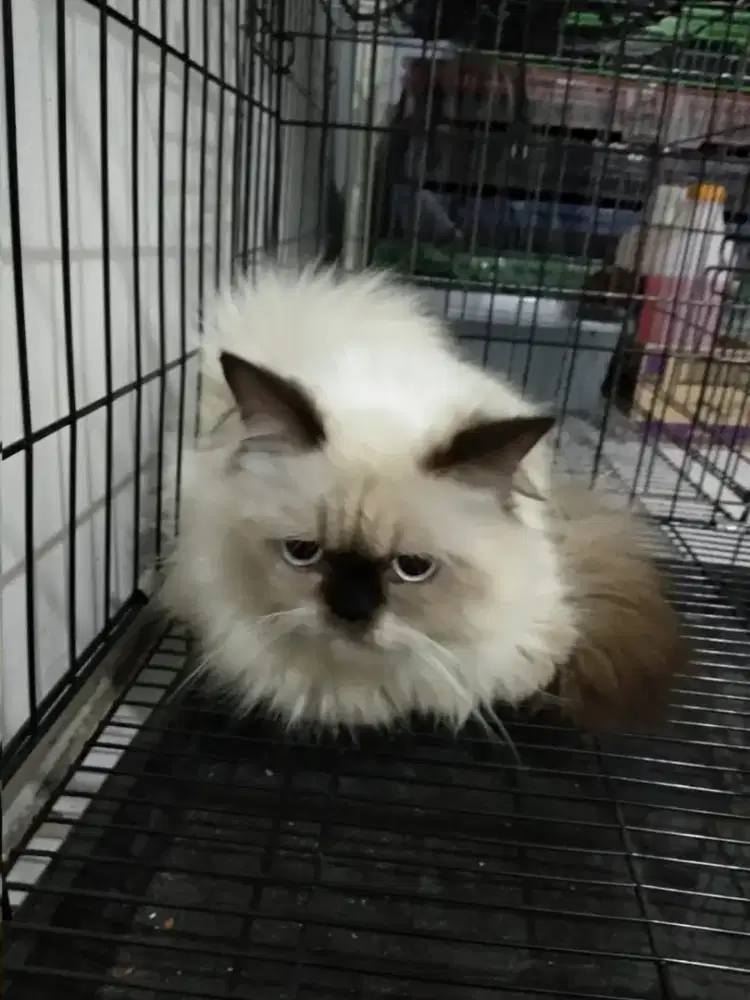 Dibutuhkan karyawan petshop ciganitri ( grooming kucing )
