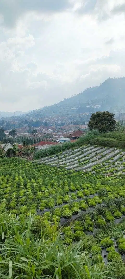 Tanah Di Cikole Lembang Dengan View Kota Lembang Cocok Buat Villa