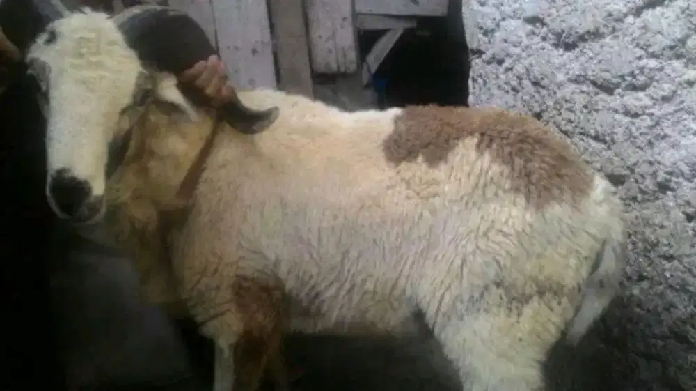 Domba Kambing Kurban dan Aqiqah