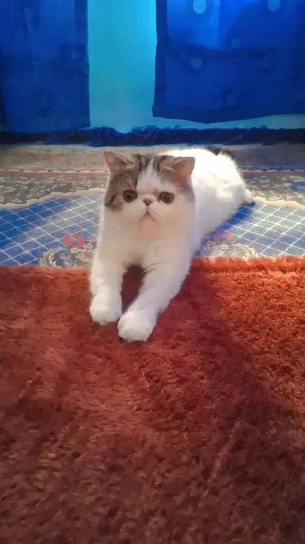 Kucing peaknose exotic Shorthair