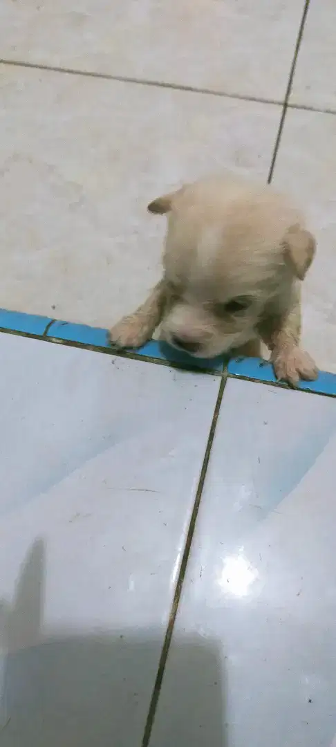 Anak anjing mix Chihuahua jantan dan betina