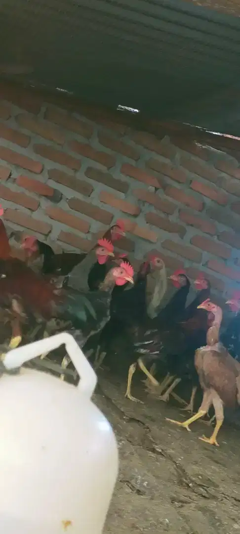 Ayam kampung siap untuk dipotong