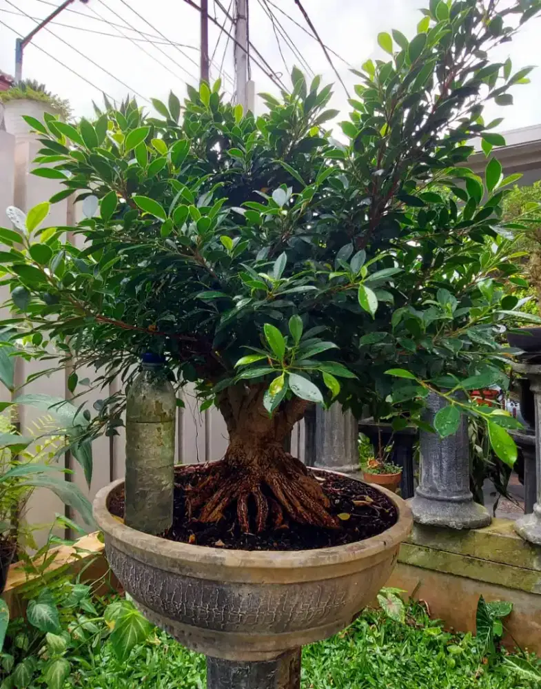 Bonsai Kimeng Bogel Prokar