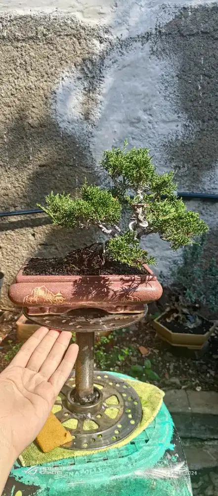 bonsai cemara sargenti / cemara juniperus sargenti