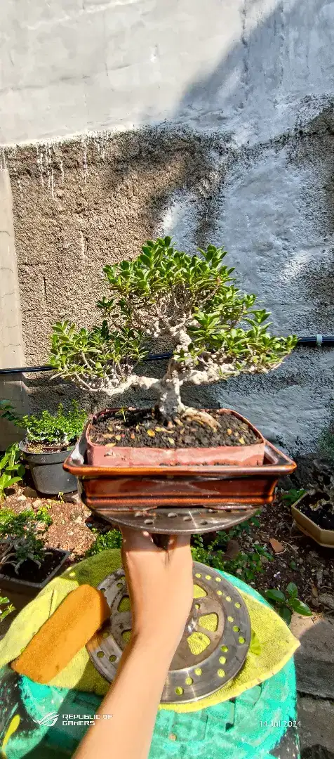 bonsai santigi/ bonsai tanaman santigi