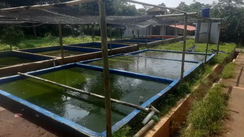 Tambak ikan lele Lt. 2200 m2 Dawuan Subang