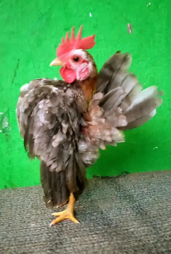 Ayam Serama jantan prospek mini.warna bagus.di jakarta