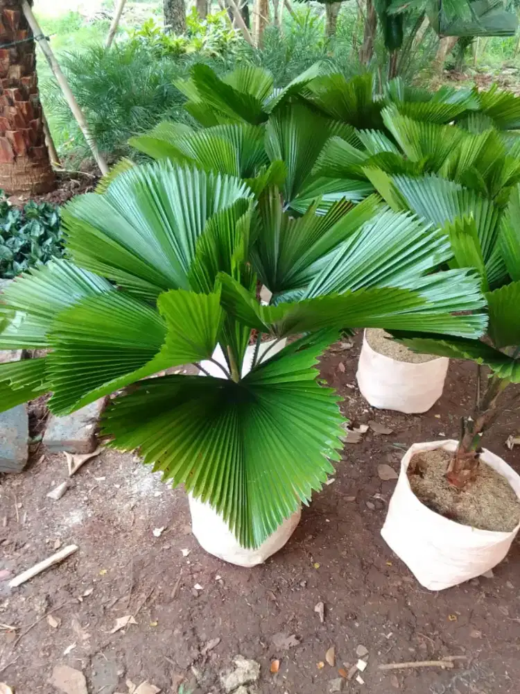 Tanaman Hias Palm Kipas