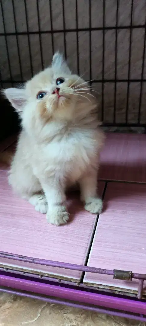 Kucing Persia flatnose peaknose bulu gimbul jantan 3bulan lucuu