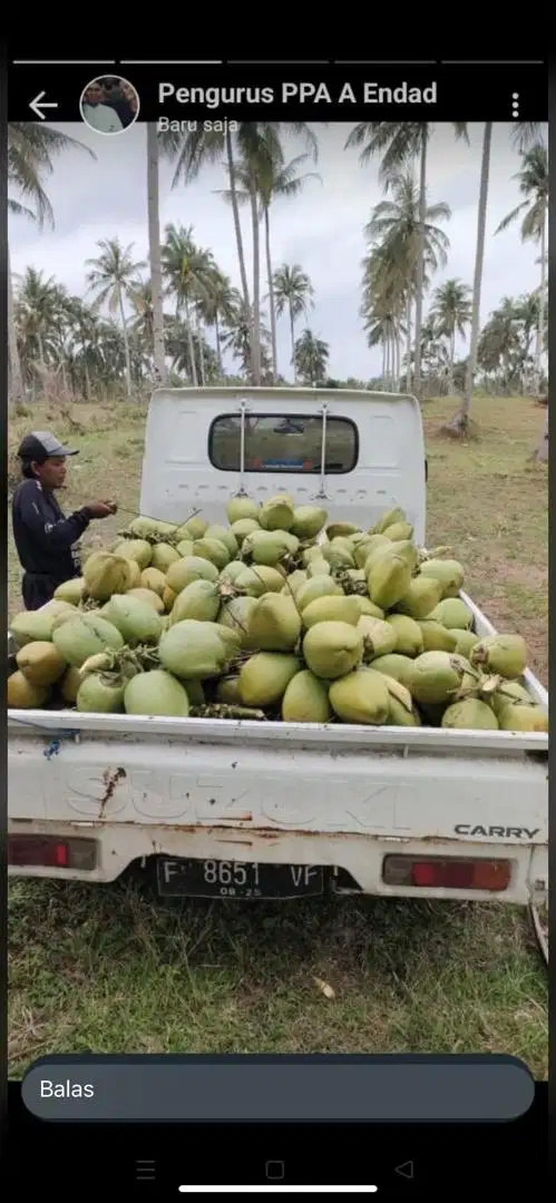 Kelapa madu cocowow