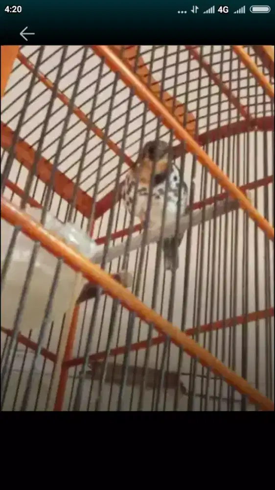 Anis kembang Trotol mutasi Dewasa