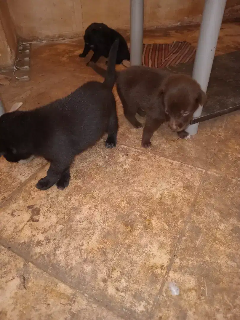 2 Puppy Mixed Breed Black Lab and English Cream (Golden) Retriever